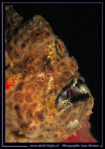 Frog Fish Portrait in the water's of Lembeh Strait... :O)... by Michel Lonfat 